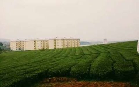 历口十大茶厂排行榜图片(中国十大茶厂排行榜)