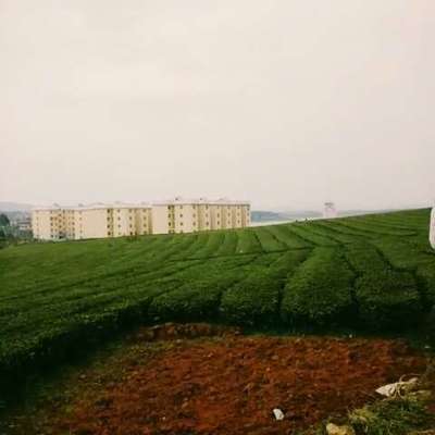 历口十大茶厂排行榜图片(中国十大茶厂排行榜)插图