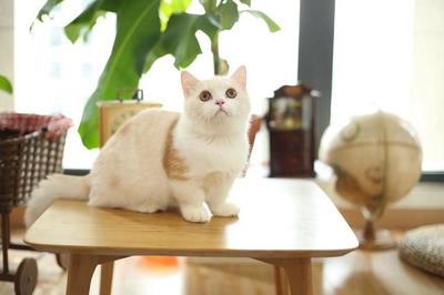 国产十大品牌猫粮排行榜(国产十大猫粮品牌排行榜)插图