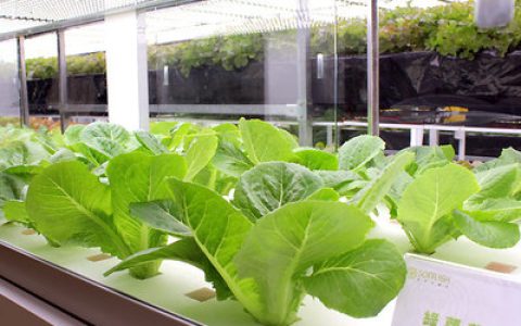 中国植物工厂排行榜(植物医生在中国排行榜)