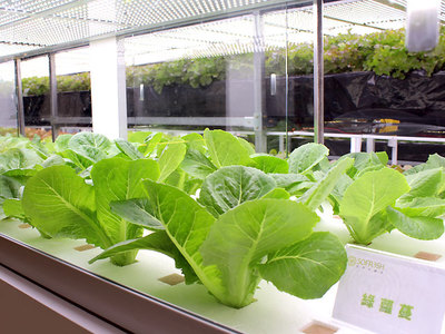 中国植物工厂排行榜(植物医生在中国排行榜)插图