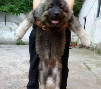 中国无名犬排行榜(名犬排名犬排行榜前50名)插图1