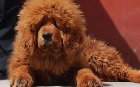 中国云南名犬排行榜(100多种名犬排行榜)