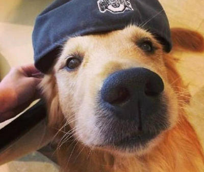 中国柴犬排行榜(柴犬狗狗聪明排行榜)插图