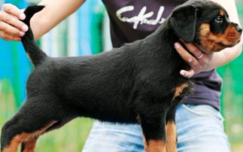 十大最好的犬种排行榜(中国十大犬类排行榜)