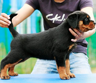 十大最好的犬种排行榜(中国十大犬类排行榜)插图