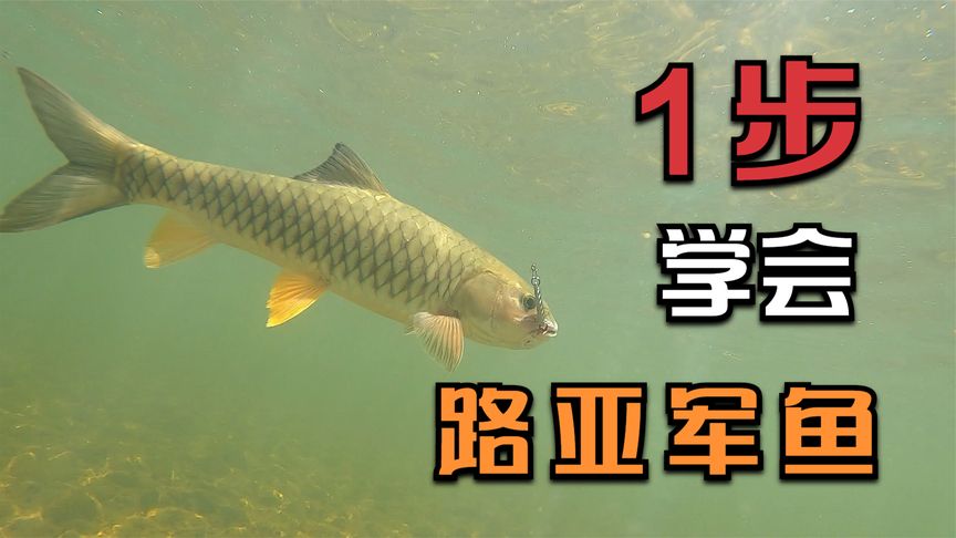 十大名鱼品种排行榜(精品西瓜品种十大排行榜)插图