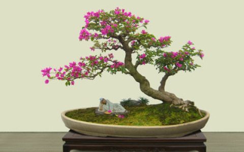 中国盆景价钱排行榜(中国盆景大师排行榜)