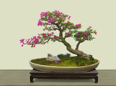 中国盆景价钱排行榜(中国盆景大师排行榜)插图