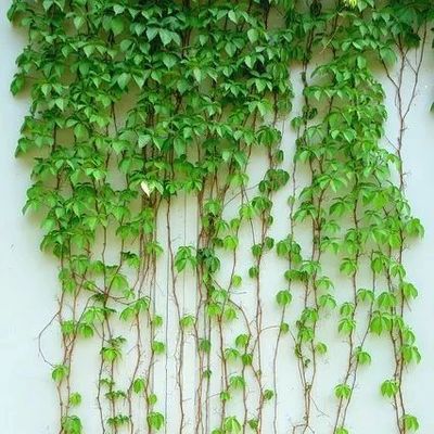 爬藤植物十大品牌排行榜(爬藤植物排行榜前十名)插图
