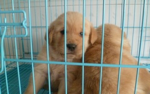 中国金毛犬舍排行榜(国内金毛犬舍排行榜)