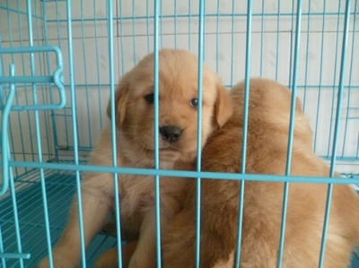 中国金毛犬舍排行榜(国内金毛犬舍排行榜)插图