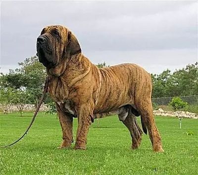 中国狗凶猛排行榜(最凶猛的犬排行榜前十名)插图