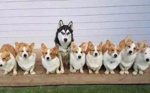 哈士奇十大名犬排行榜图片(十大名犬排行榜前十名图片大全视频)