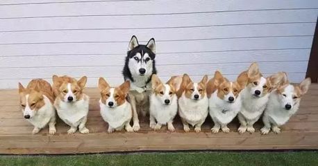 哈士奇十大名犬排行榜图片(十大名犬排行榜前十名图片大全视频)插图