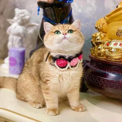 家养十大宠物猫排行榜(宠物猫羊奶粉十大名牌排行榜)插图1