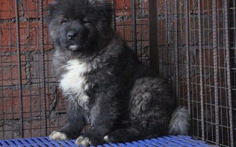 中国无名犬排行榜(名犬排名犬排行榜前50名)