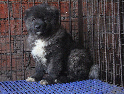 中国无名犬排行榜(名犬排名犬排行榜前50名)插图