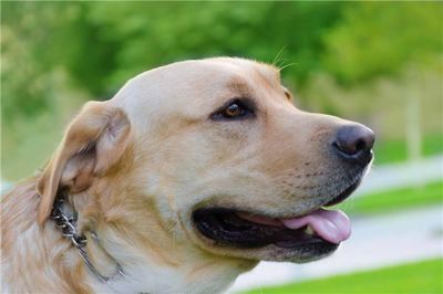 十大可爱中型犬排行榜(十大可爱动物排行榜)插图1