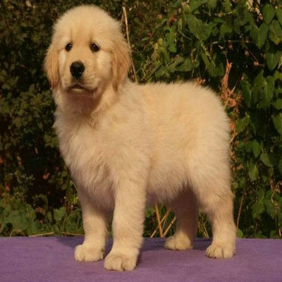 十大最好的犬种排行榜(中国十大犬类排行榜)插图1