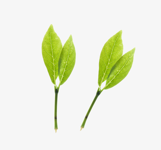 降压茶叶十大排行榜(中国十大茶叶连锁品牌排行榜)插图1