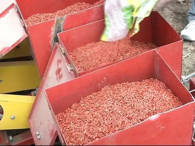 中国牛神排行榜(中国牛饲料前十名排行榜)插图