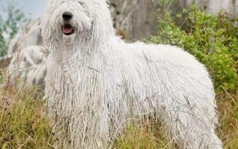 中国十大名犬狗狗排行榜(家犬十大名犬排行榜)