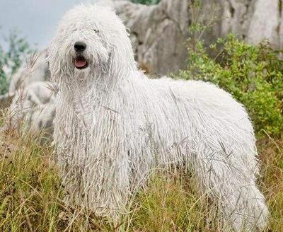 中国十大名犬狗狗排行榜(家犬十大名犬排行榜)插图