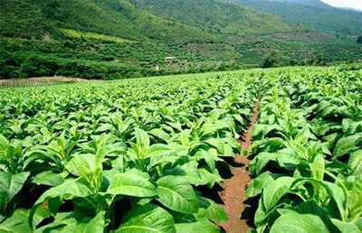 云南十大烟草厂家排行榜(烟草十大品牌排行榜)插图