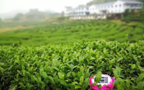 中国普洱品牌排行榜(十大生普洱品牌排行榜名单)