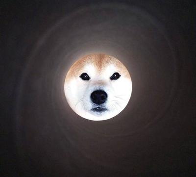 世界十大名狗智商排行榜(世界十大智商最低的狗)插图2