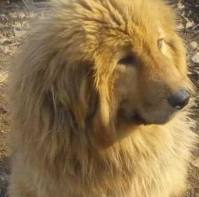 中国昆明犬排行榜(中国昆明犬吧)插图