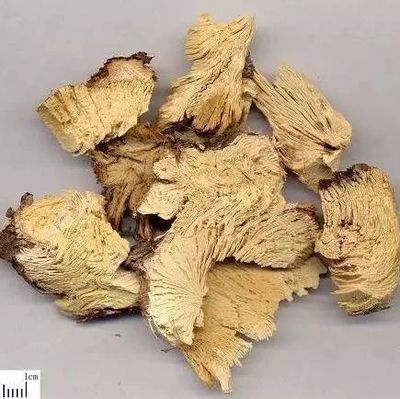 十大名贵植物药材排行榜(中国名贵动物药材排行榜)插图5