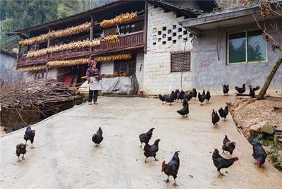 中国十大著名古宅排行榜(中国十大著名土鸡排行榜)插图5