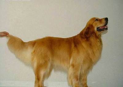 十大温顺中型犬排行榜最新(十大温顺巨型犬排行榜)插图3