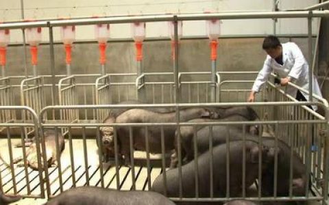 中国养殖收入排行榜(中国女艺人收入排行榜)