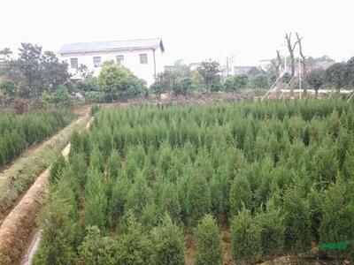 深圳十大绿化苗木排行榜(绿化苗木app排行榜)插图1