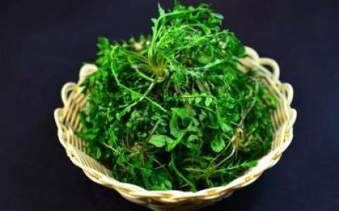 十大营养野菜品牌排行榜(十大防癌野菜排行榜)