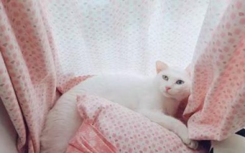 猫咪名字十大排行榜(十大猫咪颜值排行榜)
