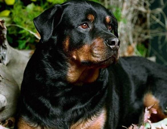 十大温顺中型犬排行榜最新(十大温顺巨型犬排行榜)插图1