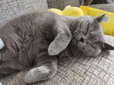 十大进口猫粮排行榜最新(十大放心猫粮国产排行榜)插图3