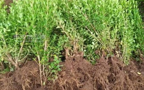 中国瓜子种植排行榜(瓜子排行榜前十名)