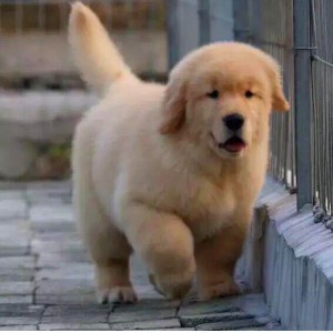 中国世界名犬排行榜(世界名犬价格排行榜)插图