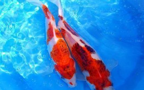 日本锦鲤十大品牌排行榜最新(十大锦鲤饲料排行榜)
