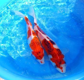 日本锦鲤十大品牌排行榜最新(十大锦鲤饲料排行榜)插图