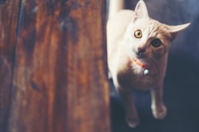 猫咪猫粮排行榜十大品牌(国内十大猫粮品牌排行榜对比)插图1