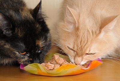 中国十大猫粮排行榜(十大猫粮排行榜单)插图