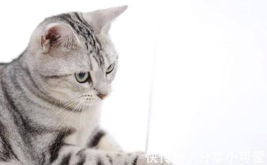 猫粮排行榜国产十大品牌(中国十大国产猫粮品牌排行榜)插图