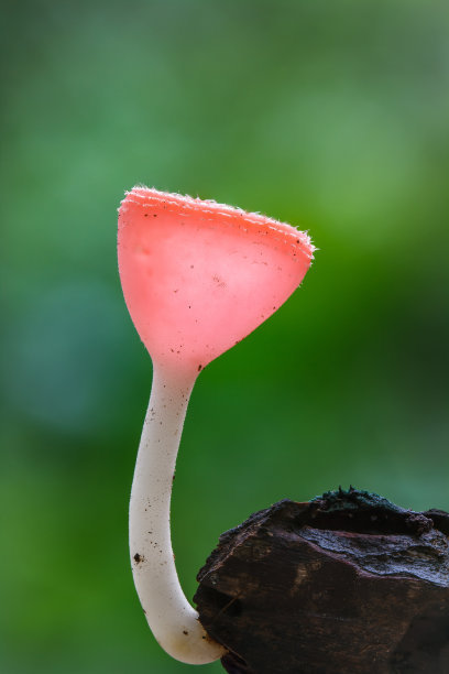 十大有毒蔬菜排行榜图片(十大有毒食品排行榜)插图1