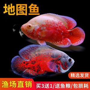 十大凶猛的猎狗排行榜(十大最凶猛的观赏鱼排行榜)插图1